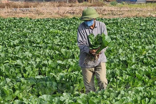 "Sống lại" cánh đồng vụ đông ở xã Định Sơn do liên kết trồng rau xuất khẩu